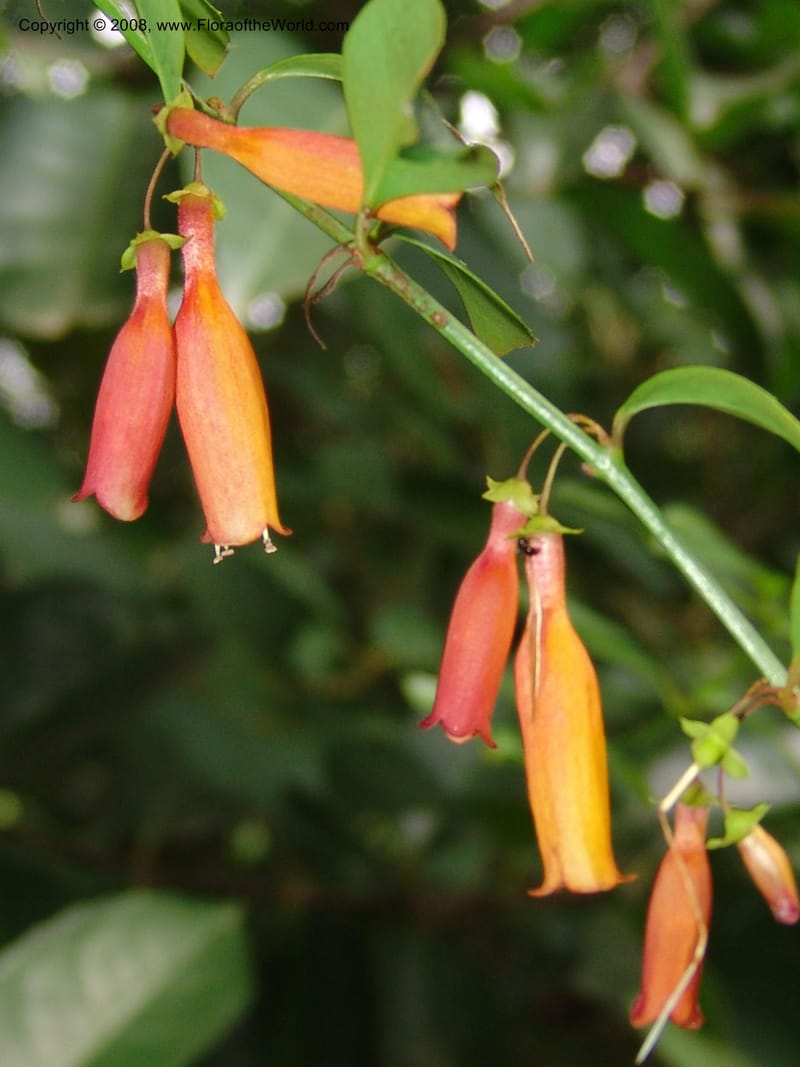 Halleria elliptica--So. Africa. Lowveld Nat. Bot. Gard. 14 Mch 05. 432.jpg