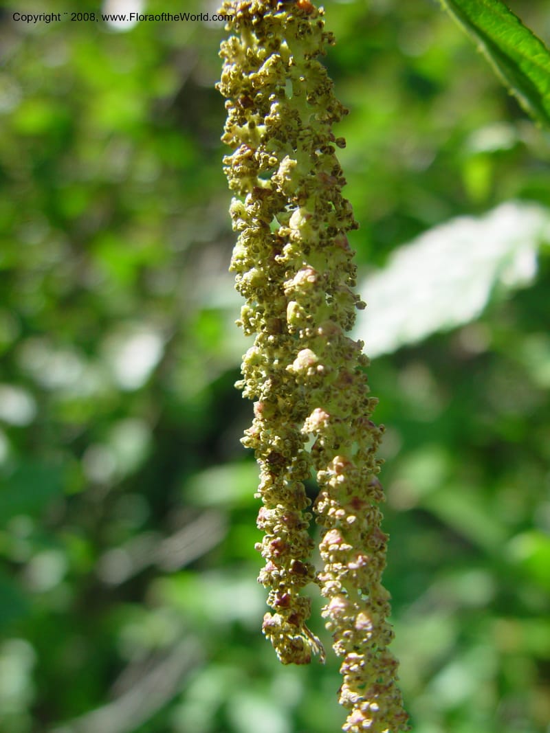 Alnus sinuata--ID. Valley Co. Payette Lake. 12 Jun 03. 091.jpg