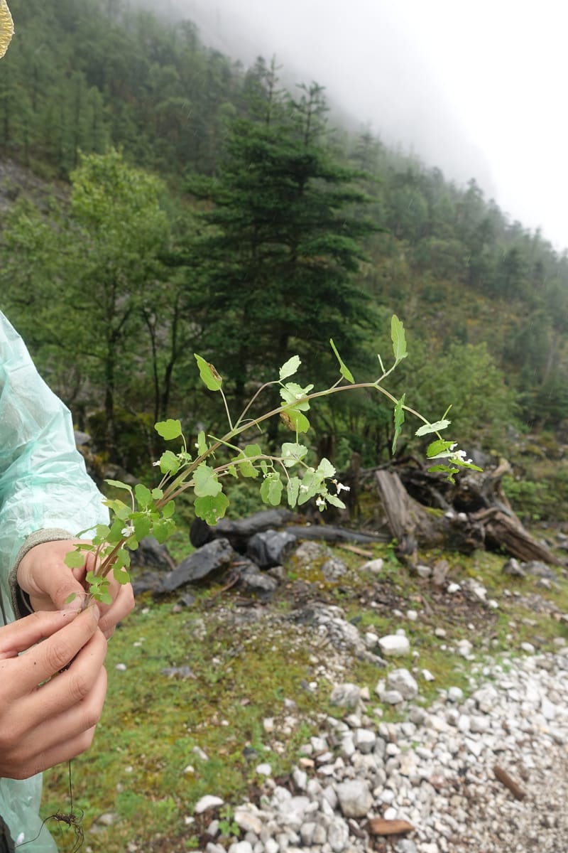 Impatiens apsotis, C. Davidson 13746--China. Yunnan. Tianbao Shan. 10 Aug 2017.  (181).JPG