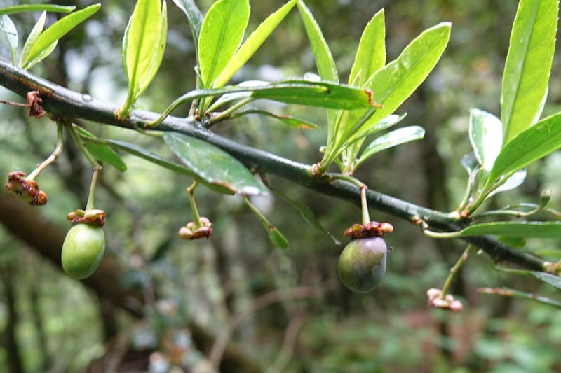 Prinsepia scandens, Tseng Yu-Hsin 1328--Taiwan. Taroko Nat. Park. Mt. Bilu Trail. 21 May 2016.  (52).JPG