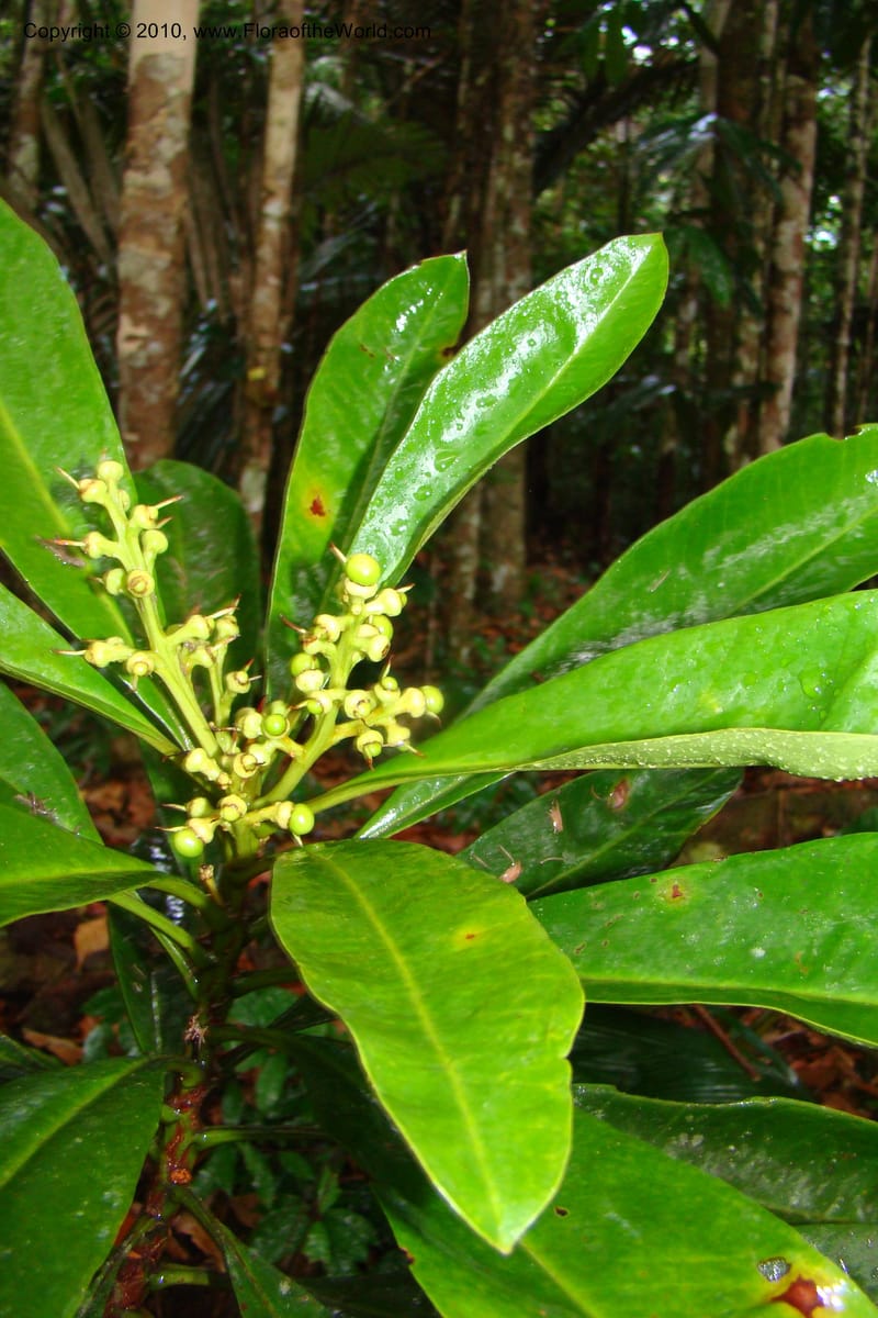 Rhabdodendron amazonicum, Mori 27346--French Guiana. Les Nouragues Station. 27 Oct 09. 184.jpg