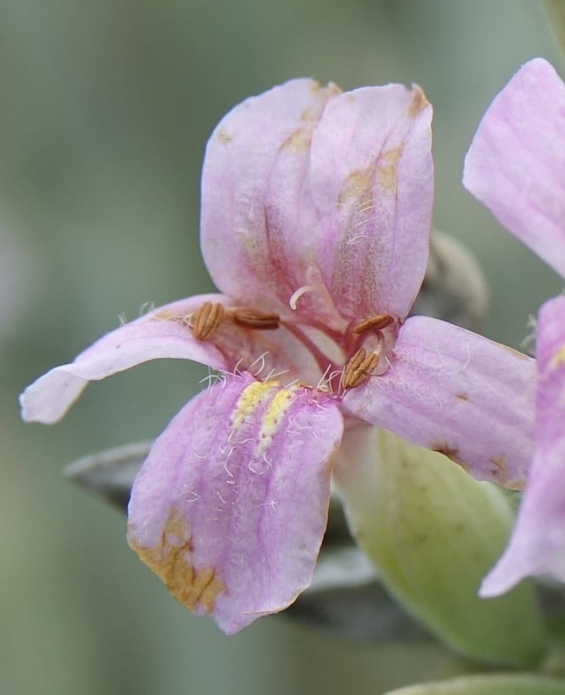 Petalidium ohopohense, L. Nanyeni 1285--Namibia. Hwy 3031. Odom 155. 31 Mar 2018. DSC04738 (11).JPG