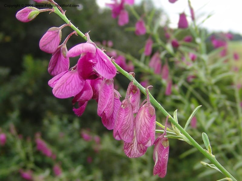 Polygala virgata--So.Africa. KZN. Midl. Meand. Granny Mouse. 13 Mch 05. 023.jpg