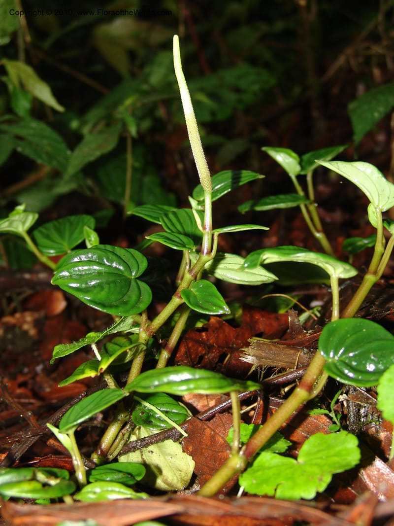 Peperomia, Croat 95709--Ecuador. Maquipucuna Biol. Res. Send. Princip. 11 Mar 06. 059 (6).jpg