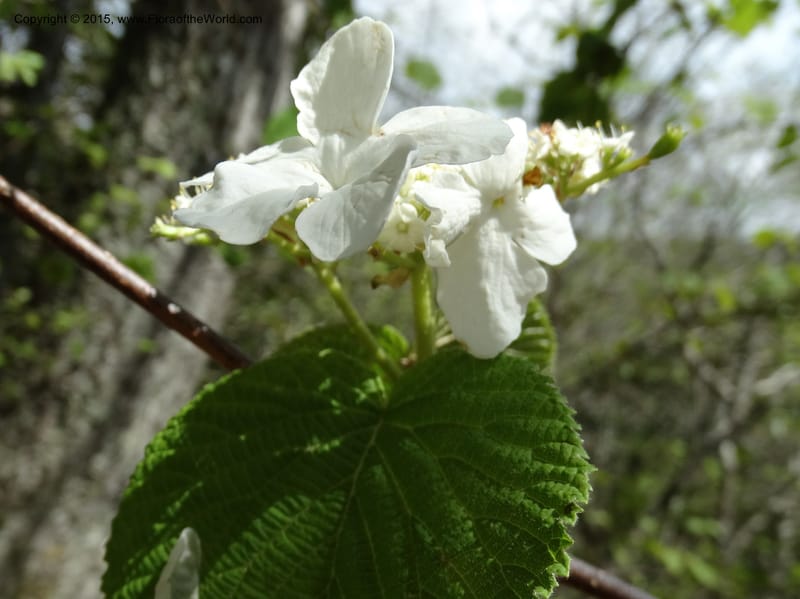 Viburnum lantanoides, Davidson, C 12961--North Carolina. Trans. Co. Beech Gap on BRP. 12 May 2015. DSC04240 (33).JPG