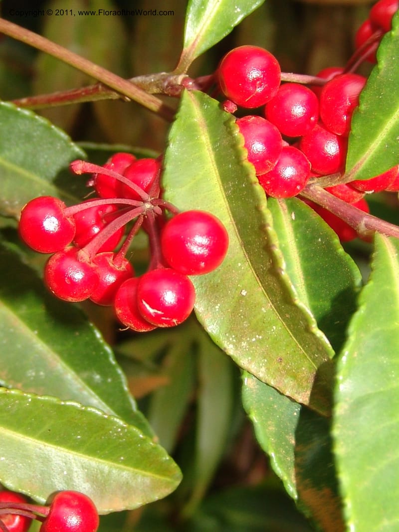 Ardisia, ROR1572--Madag. Parc Nat. Montagne d'Ambre. 10 Nov 06. 011.jpg