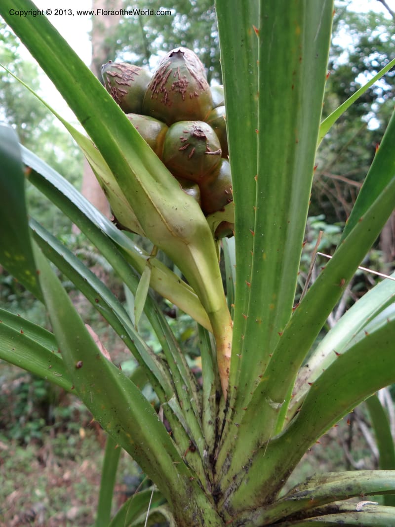 Pandanus calcis, Callmander 1048--Thailand. Prachuap Khiri Khan Prov. Ma Rong Cave. 13 Nov 2012. DSC08906 (94).JPG
