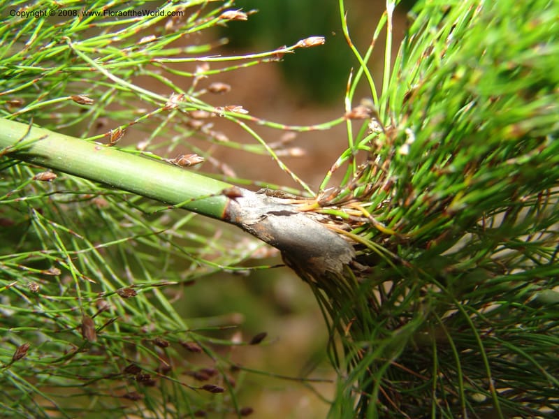 Ischyrolepis subverticillata--CA. McConnell Arboretum, Redding. 4 Jun 07. 208.jpg