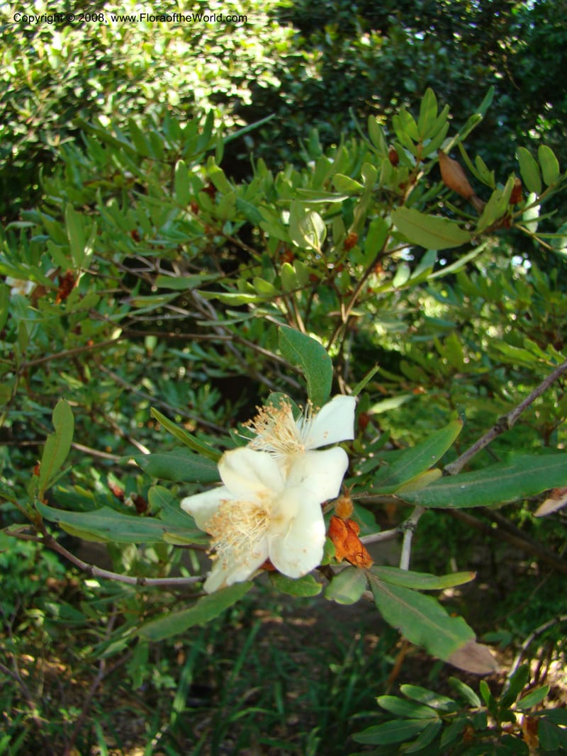 Eucryphia moorei--Australia. Royal Botanic Garden, Melbourne. 19-20 Mch 08. 074.jpg