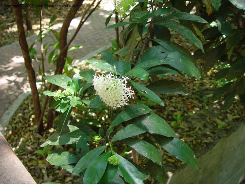 Ixora--MX. Chiapas. Tuxtla Gtz., Jard. Bot. F. Miranda. 20 Mch 03. 028.jpg