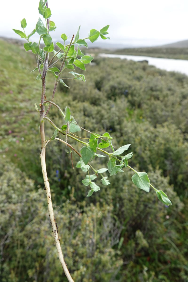Codonopsis, C. Davidson 13788--China. Sichuan. Daocheng Xian. 14 Aug 2017. DSC05676 (85).JPG