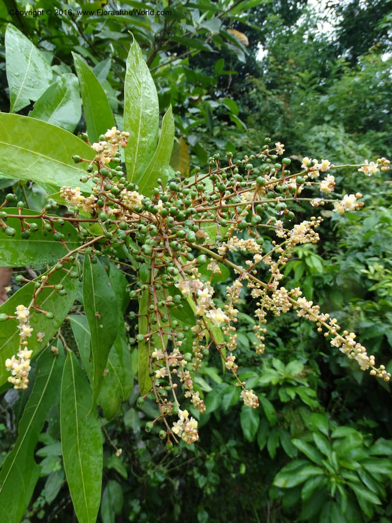Lepisanthes fruticosa, Buerki, S 361--Sabah. Ulu Senagang. 9 Oct 2014. DSC03434 (26).JPG