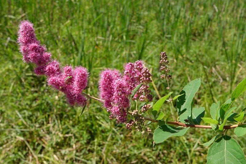 Spiraea douglasii var. menziesii, C. Davidson 13807--ID. Benewah Co. St. Joe R. Rd. Turtle Lake. 8 Jul 2018. DSC05829 (82).JPG
