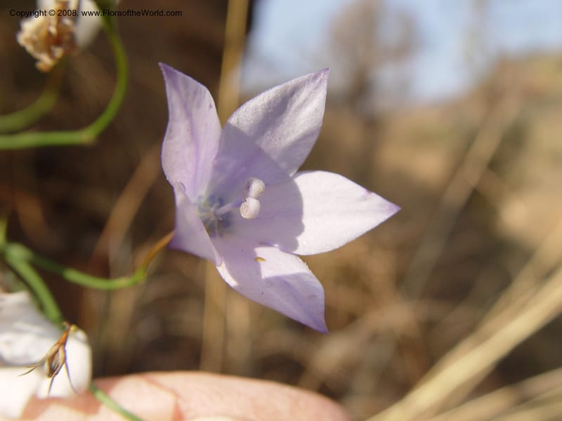 Wahlenbergia--So. Africa. Drakensberg Mts. Giant's Castle. 4 Oct 03. 058.jpg