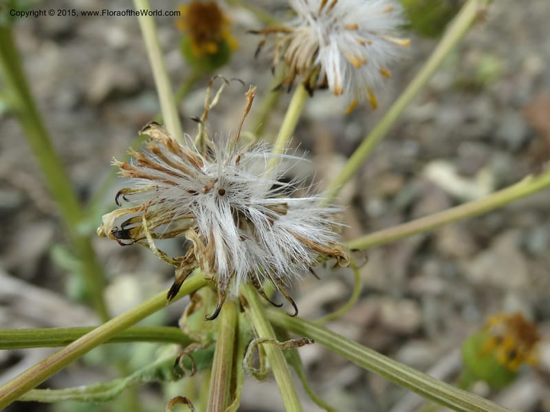 Senecio, Davidson, C 12598--ID. Idaho Co. Seven Devils Camp Ground. 15 Jul 2014. DSC00113 (327).JPG