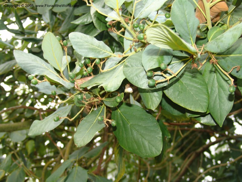 Persea lingue, 83.0778--CA. UC Berkeley Bot. Garden. 8 Dec 06. 338.jpg
