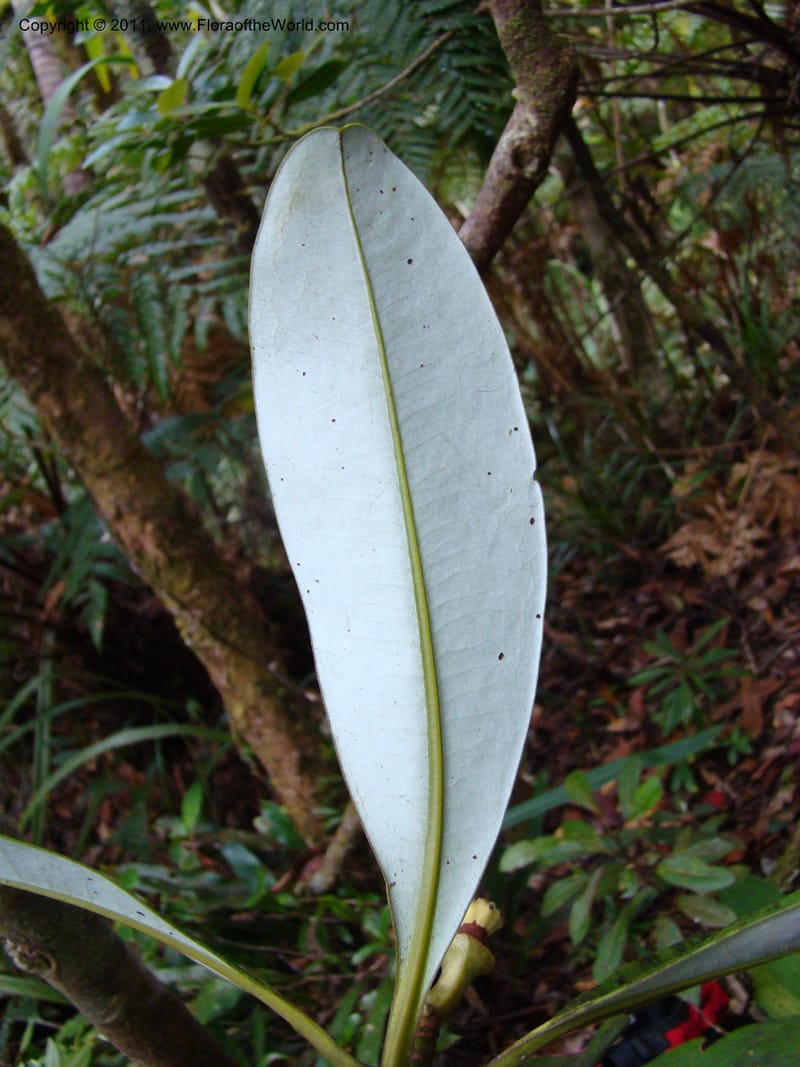 Zygogynum, Munzinger, J 4845--New Caledonia, Dogny, 19 Nov 2007,  079 (10).jpg