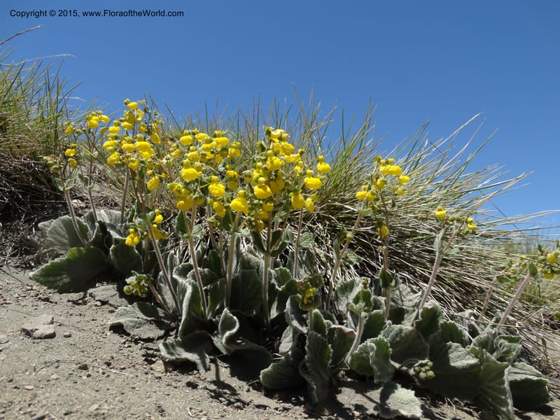 Calceolaria corymbosa, Davidson, C 12792--Chile. Ruta 115, to Laguna del Maule. 24 Nov 2014. DSC07486 (415).JPG