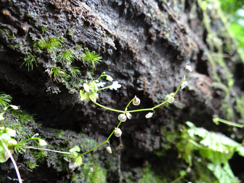 Utricularia, VC 5533--Thailand. Chiang Mai Prov. Doi Pha Hom Pok Nat. Park. 10 Nov 2012. DSC08349 (125).JPG