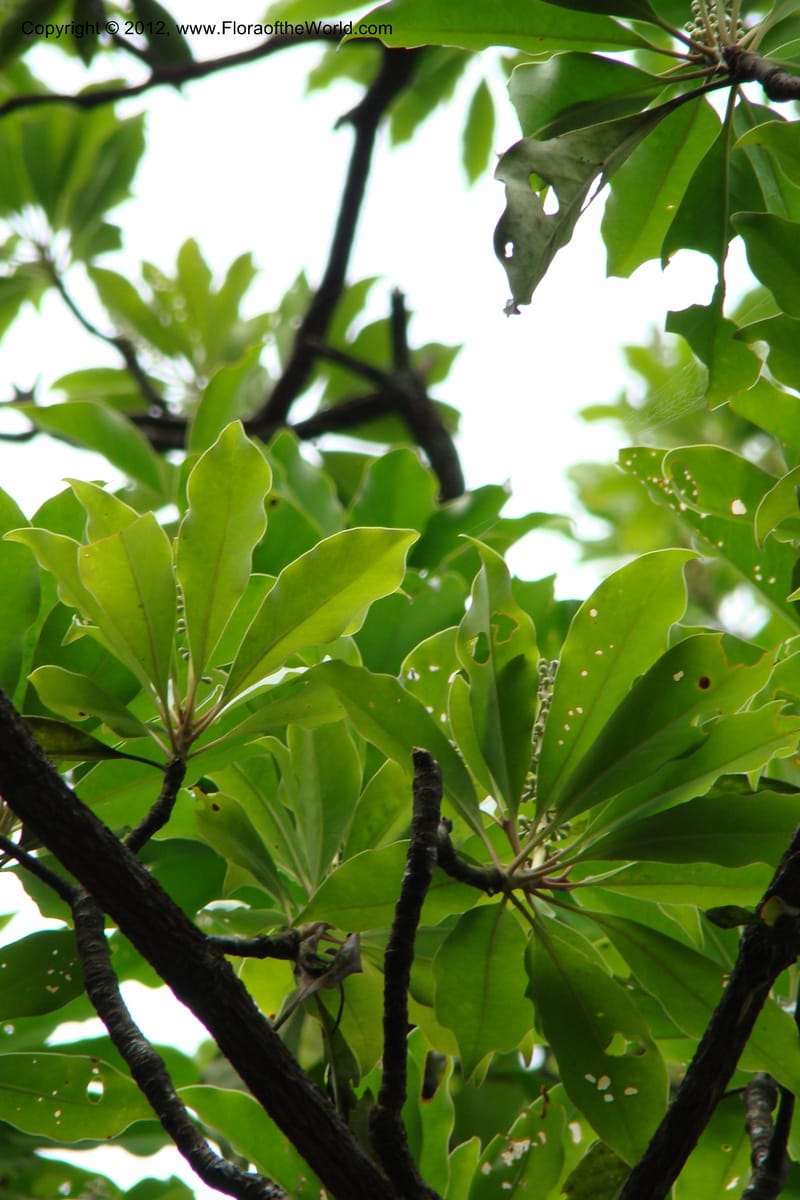 Diplopanax vietnamensis, Regalado 1726--Viet Nam. Thua Thien Hue Prov. Phu Loc Distr. Bach Ma. 13 Apr 09. 006.jpg