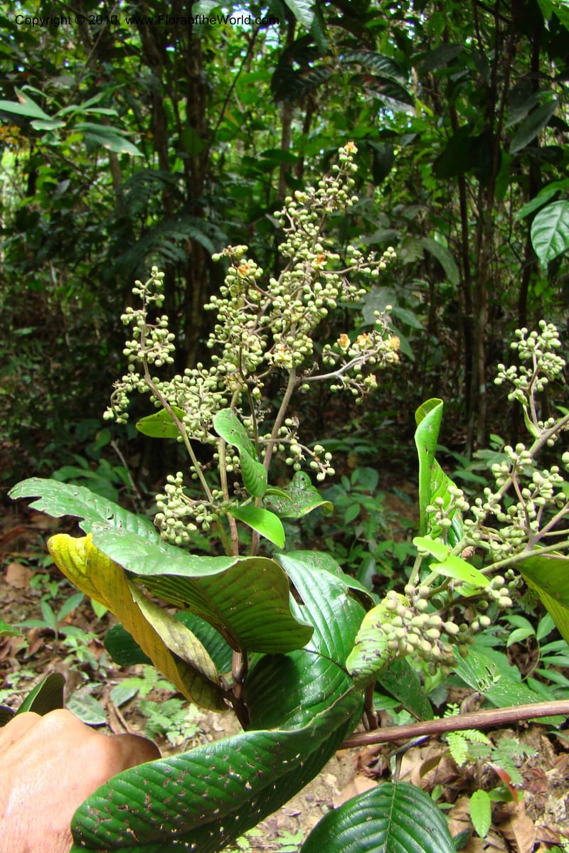 Tetracera, Vasquez 34802--Peru. Loreto. Dist. Nauta. Miraflores, Rio Tigre. 10 Nov 08. 546 (14).jpg