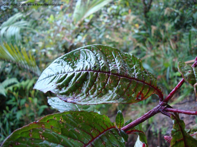 Fuchsia...DN216035,Ecuador.Prov.ZamoraC.Podocarpus,Tapichalaca26Sep2007 151.jpg