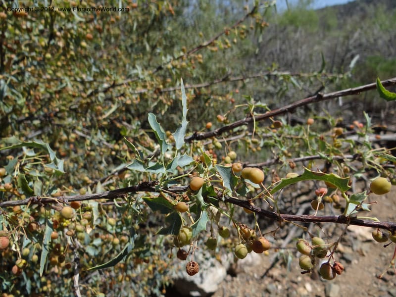 Berberis haematocarpa, Davidson, C 11937--AZ. Yavapai Co. Crown King Rd. 7 May 2012. DSC0894 1 (287).JPG