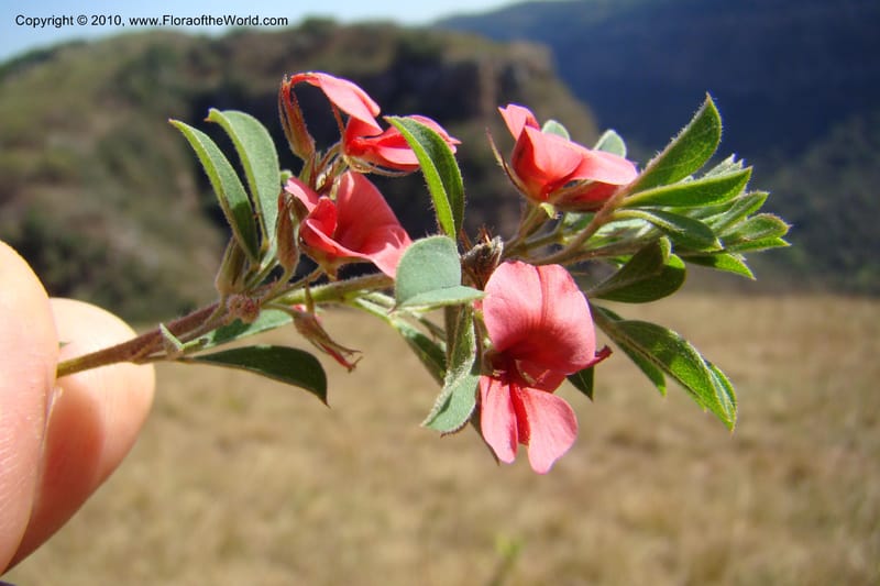 Indigofera setosa, D. Styles xx--South Africa. KwaZulu-Natal. Kloof Gorge, Durban. 29 Aug 09. 070 (4).jpg