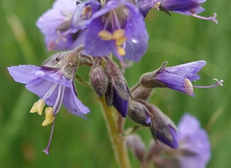 Polemonium occidentale, C. Davidson 13641--ID. Fremont Co. Duck Cr. Ranch. 16 Jun 2017. DSC01937 (98).JPG