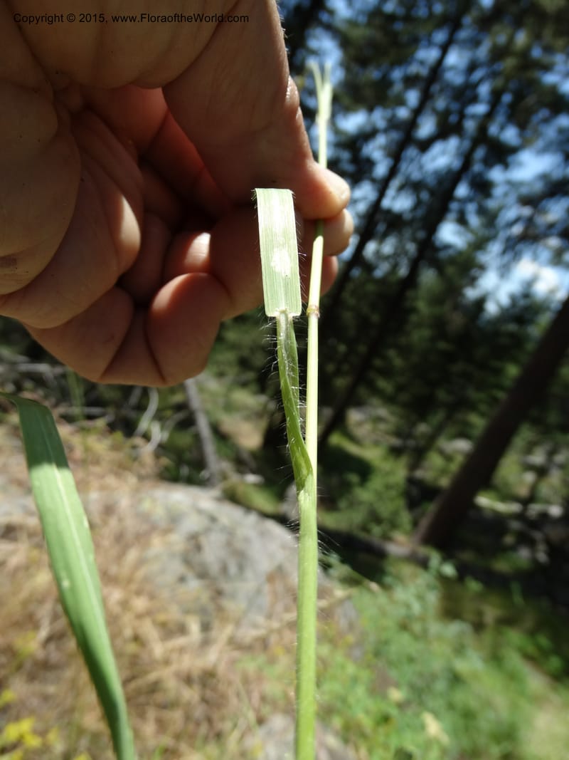 Bromus anomalus, Davidson, C 12563--Idaho. Valley Co. Payette Lake. Sylvan Beach. 12 Jul 2014. DSC09429 (160).JPG