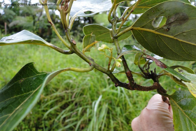 Endiandra, J. Munzinger 6507--Fiji. Area of Monasavu Dam I. 9 Feb 2011. 402 (19).jpg
