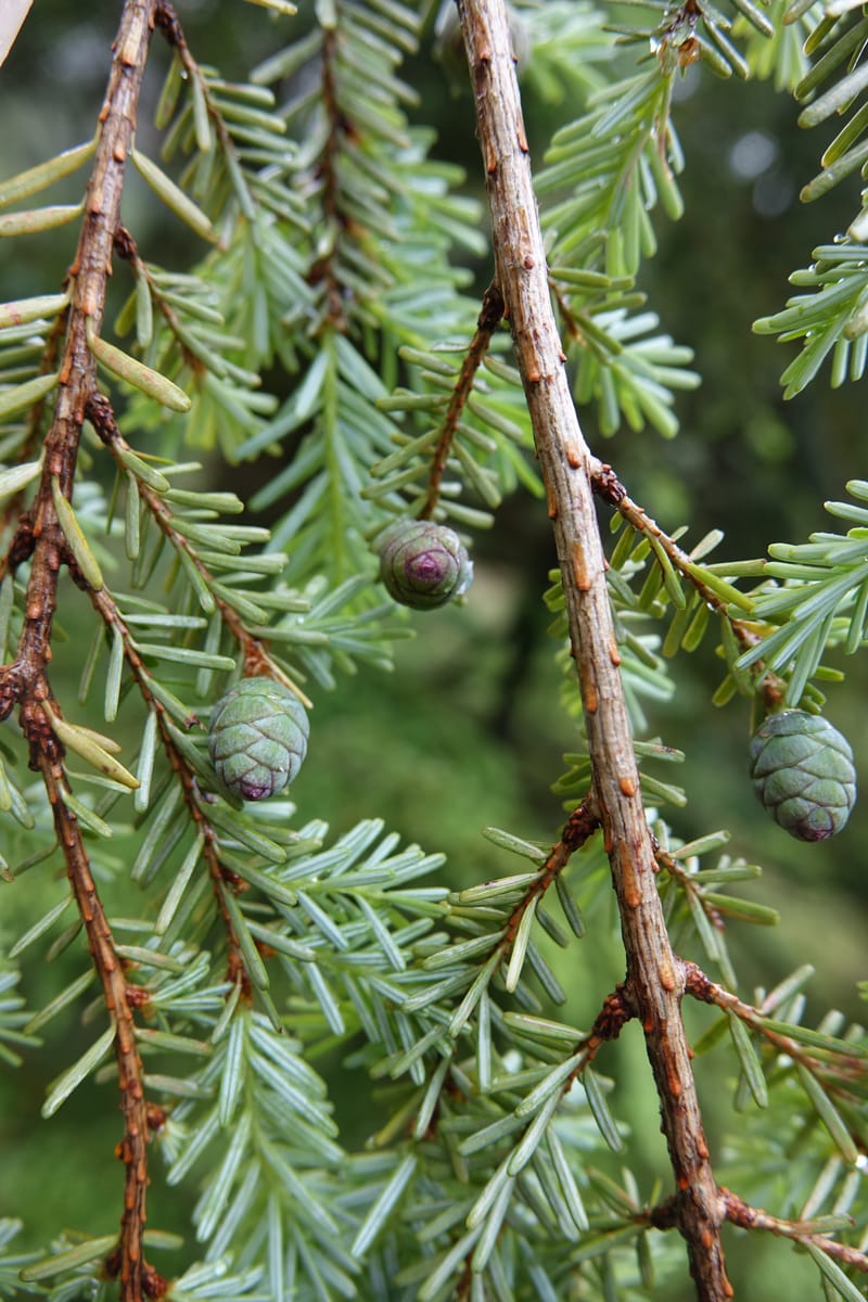 Tsuga chinensis, Tseng Yu-Hsin 1332--Taiwan. Taroko Nat. Park. Mt. Bilu Trail. 21 May 2016.  (181).JPG