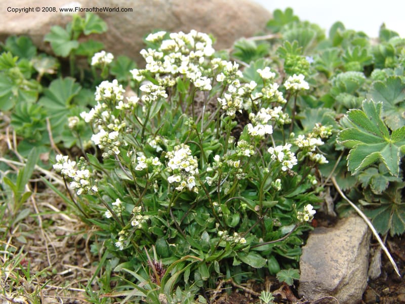 Draba siliquosa--Georgia. Vic. of Tskhrats'karo Pass. 7 Jun 05. 192.jpg