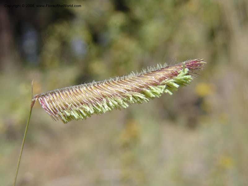Bouteloua gracilis--AZ. Arboretum at Flagstaff. 3 Sep 04. 232.jpg