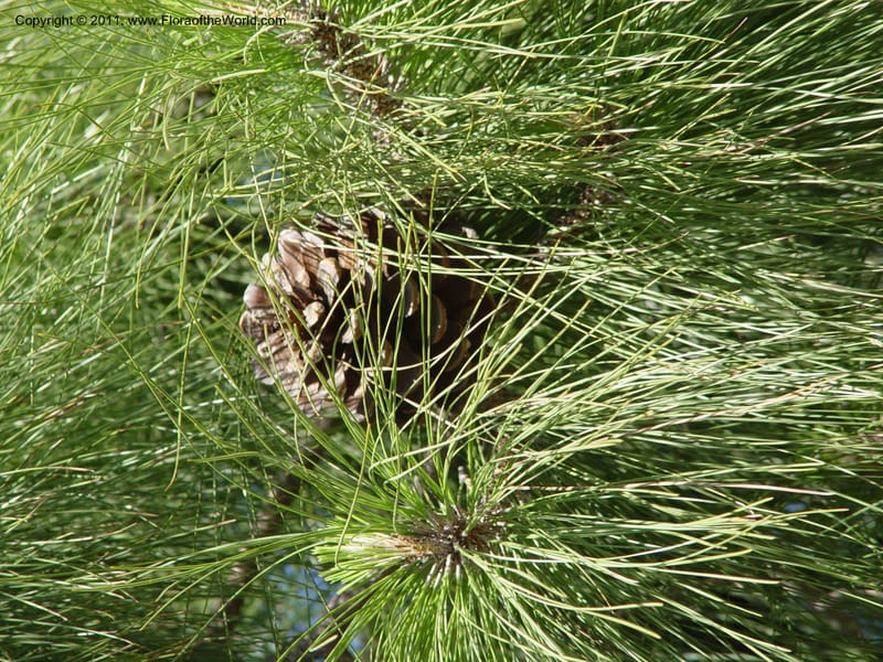 Pinus canariensis, 1999.00090--Spain. Barcelona Botanic Garden. CD21 Apr 04. 1. 137.jpg