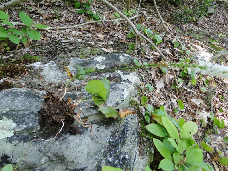 Galax aphylla, Mori, S 27456, USA, North Carolina, Stokes County, Hall Rd, 1.1 mile W of junction with Moores Springs Rd., 26 May 2010 (12).JPG