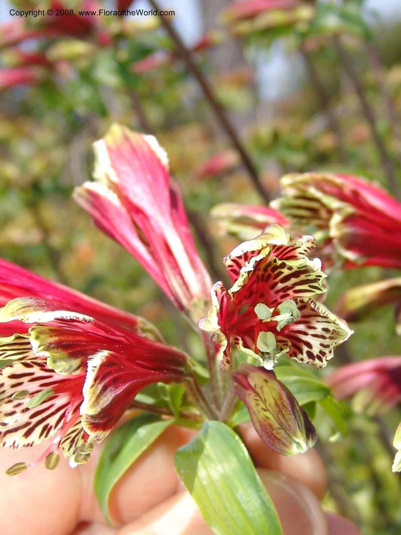Alstroemeria psittacina--CA. Mendocino Co. Mendocino Coast Bot. Garden. 25 Jun 06. 063.jpg