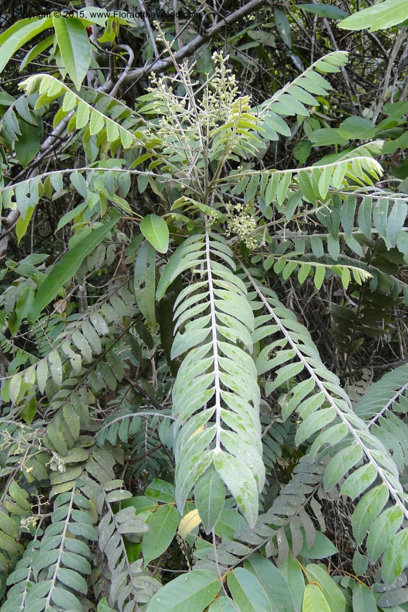 Clausena, Regalado 1953--Viet Nam. Forest Block 19. 15 May 2011. 270 (4).jpg