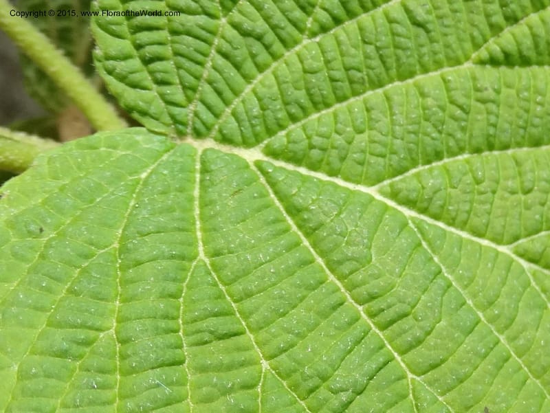 Viburnum lantanoides, Davidson, C 12961--North Carolina. Trans. Co. Beech Gap on BRP. 12 May 2015. DSC04240 (42).JPG