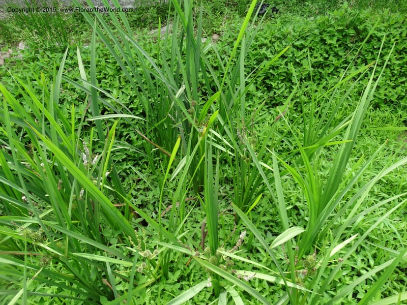 Sparganium neglectum, Davidson, C 12476--Georgia. Small town. 9 Jun 2014. DSC08167 (10).JPG