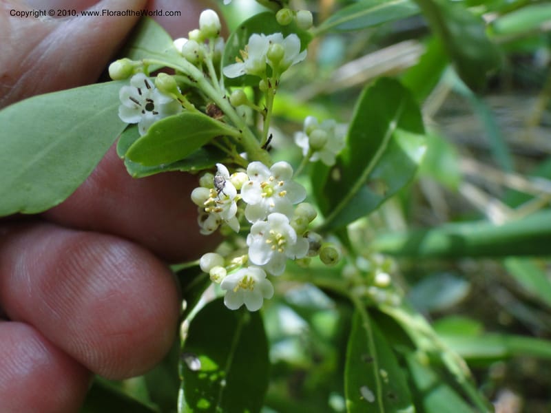 Ilex glabra, Mori, S 27396, USA, North Carolina, Johnson Co., Hwy 50, 3 km SE of Benson, 21 May 2010 (10).JPG