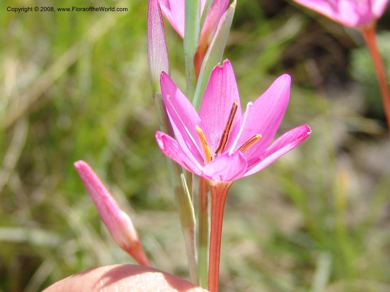 Hesperantha--So.Africa. E. Cape. Waringham Farm, Quanti Area, Stut. 8 Mch 05. 124.jpg