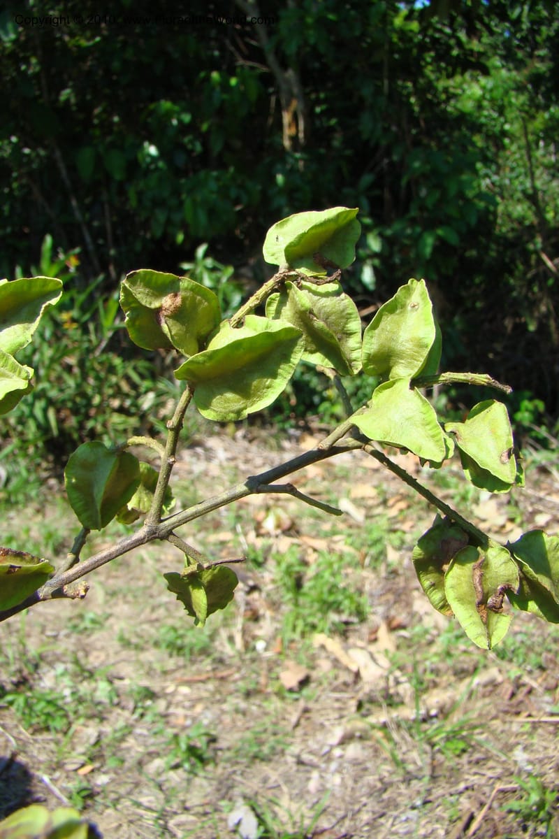 Combretum, Vasquez 34751--Peru. Loreto. Dist. Nauta. Miraflores, Rio Tigre. 9 Nov 08. 244.jpg