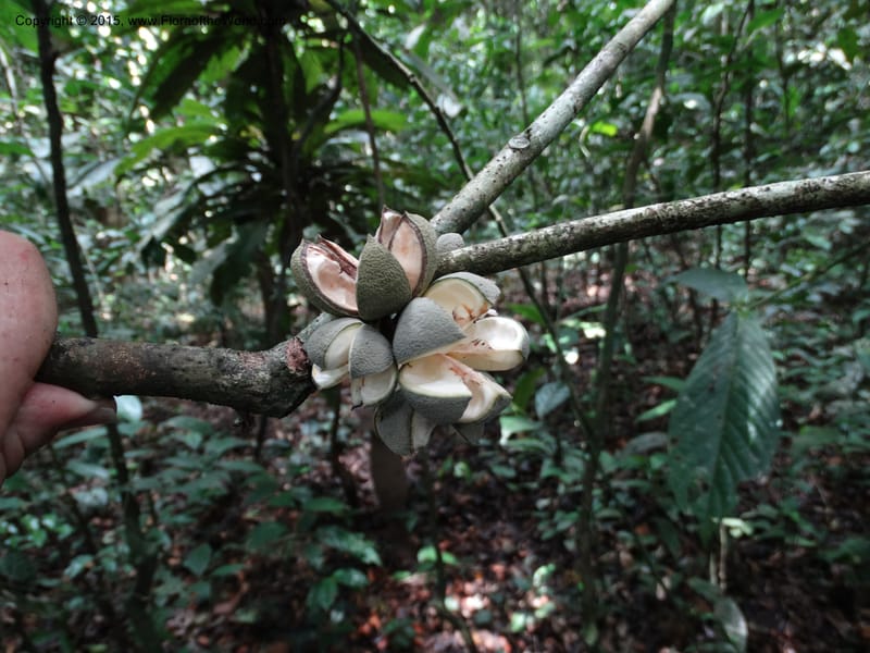 Leptonychia pallida, Davidson, C 12364--Cameroon. Korup Nat. Park. 22 Mar 2014. DSC03203 (200).JPG