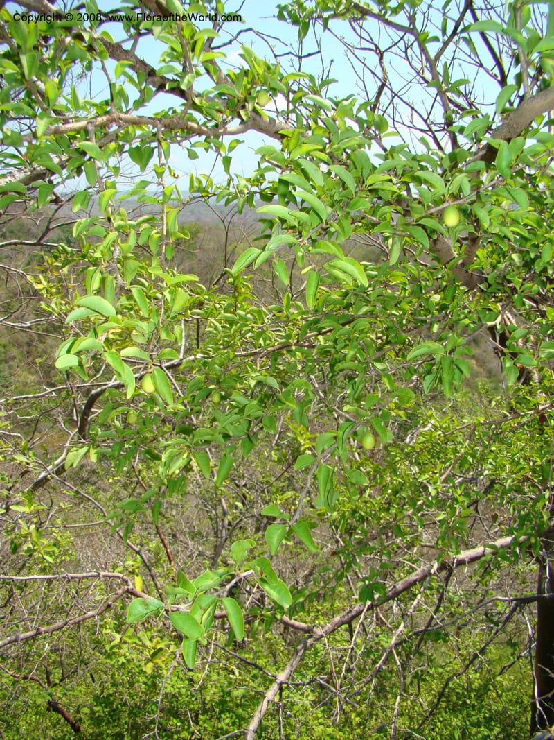 Ximenia americana--Costa Rica. Guanac. Palo Verde Biol. Sta. 6-7 Apr 08. 081.jpg