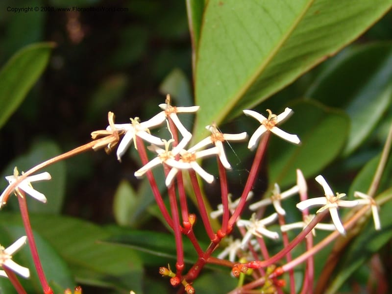Ixora cremixora, Z.Rogers971--Madag. Prov.Toliara. Littoral for.- Ste. Luce. 23 Jan 06. 214.jpg