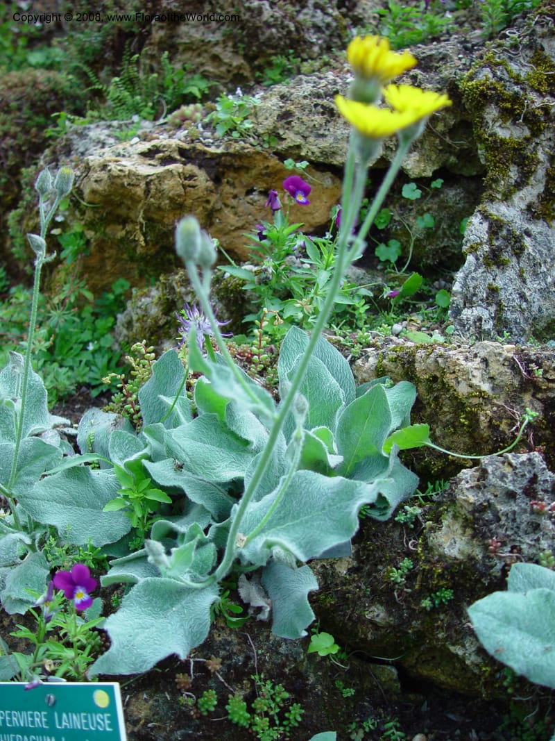 Hieracium lanatum--France. Paris. Jardin des Plantes. 30 May 03. 060.jpg