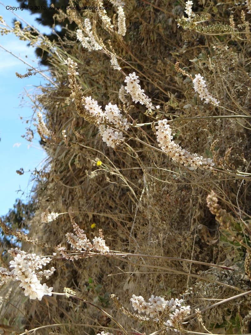 Francoa appendiculata, WDS 34052--Chile. Pichilemu. 13 Feb 2013. DSC00381 (39).JPG