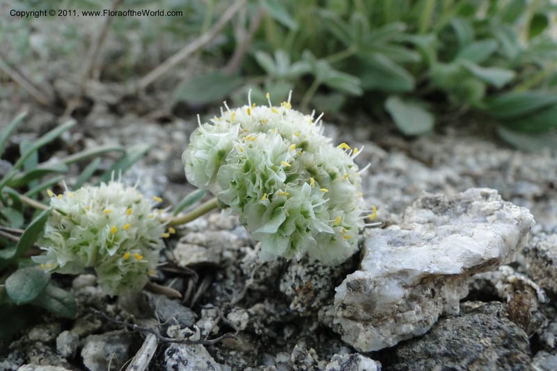 Calyptridium umbellatum, Davidson, C 11865--Idaho. Idaho Co. Warren Wagon Rd. 8 July 2011. 043 (3).jpg