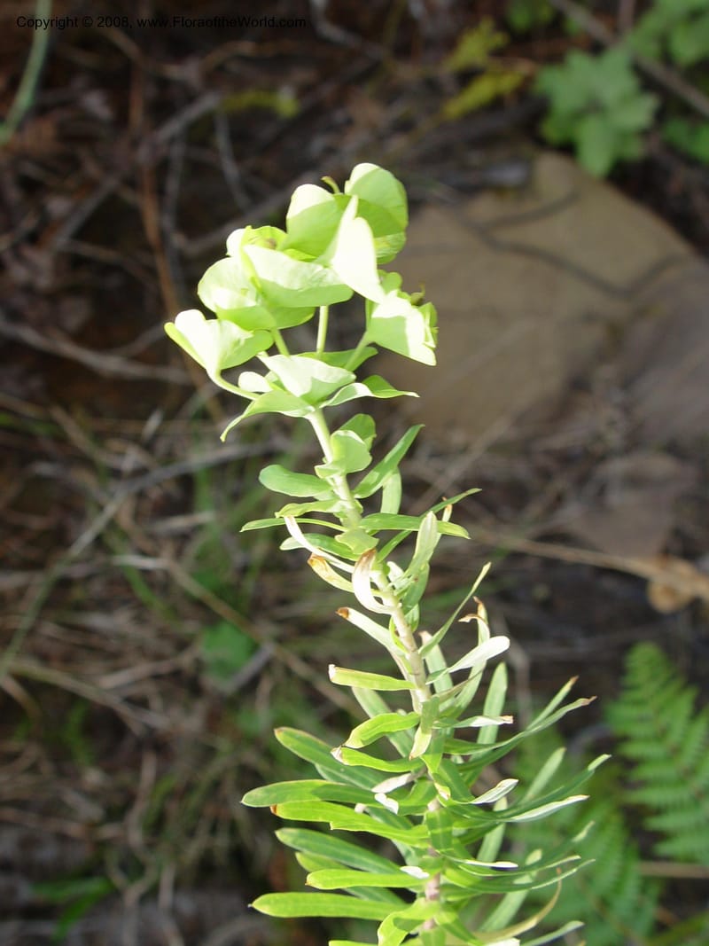 Euphorbia epicyparissias--So. Africa. No. Drakensberg Mts. Royal Nat. Res. Thendele. 6 Oct 03. 079.jpg